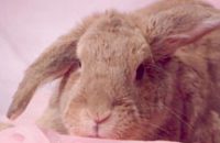 Thumper — the first bunny patient at Vetcetera to receive acupuncture and chiropractic treatments