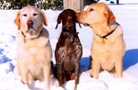 Goldens Tucker and Cody flank Cassie in the yard at the Brenda Fessler home.