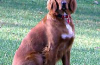 Katie Scarlett, Irish (Red) Setter