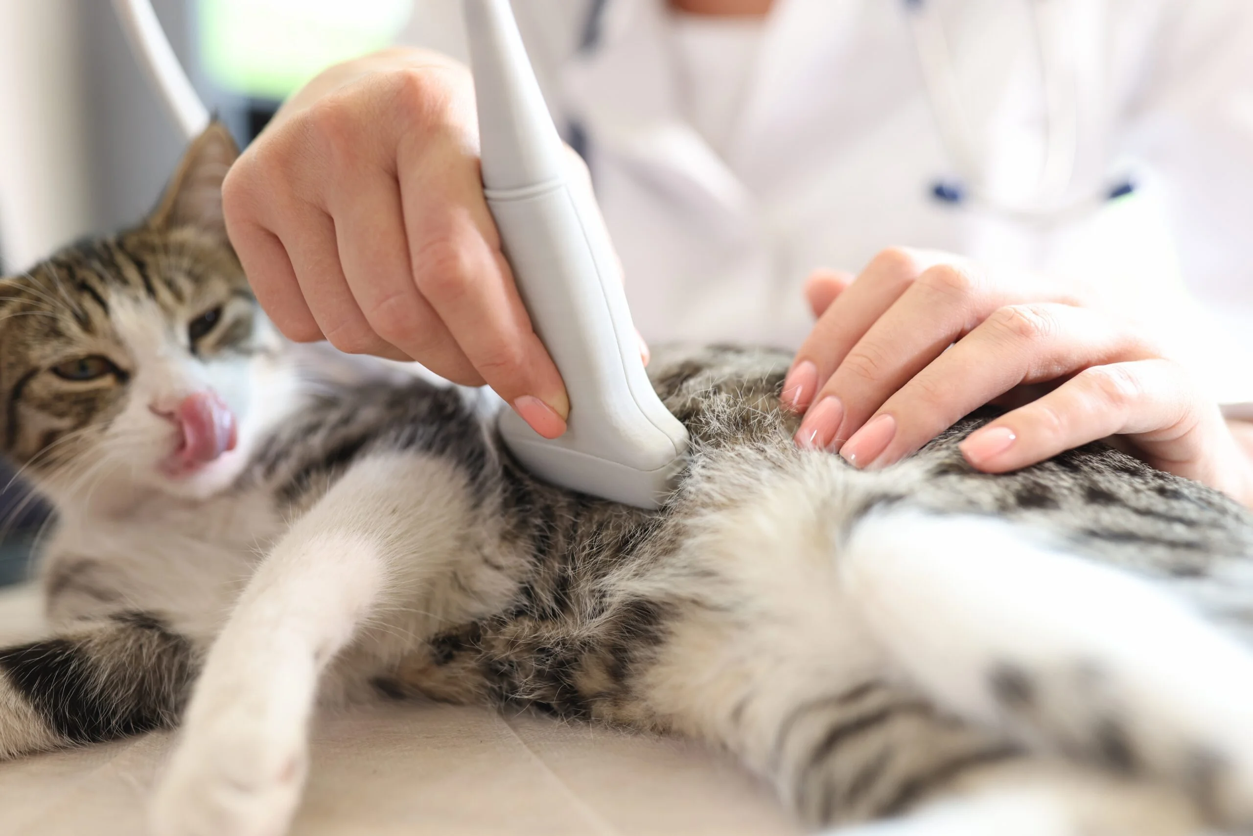 Can a Cat Drink before a Sonogram? Essential Vet Advice